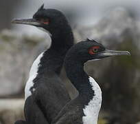 Guanay Cormorant