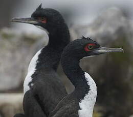 Cormoran de Bougainville