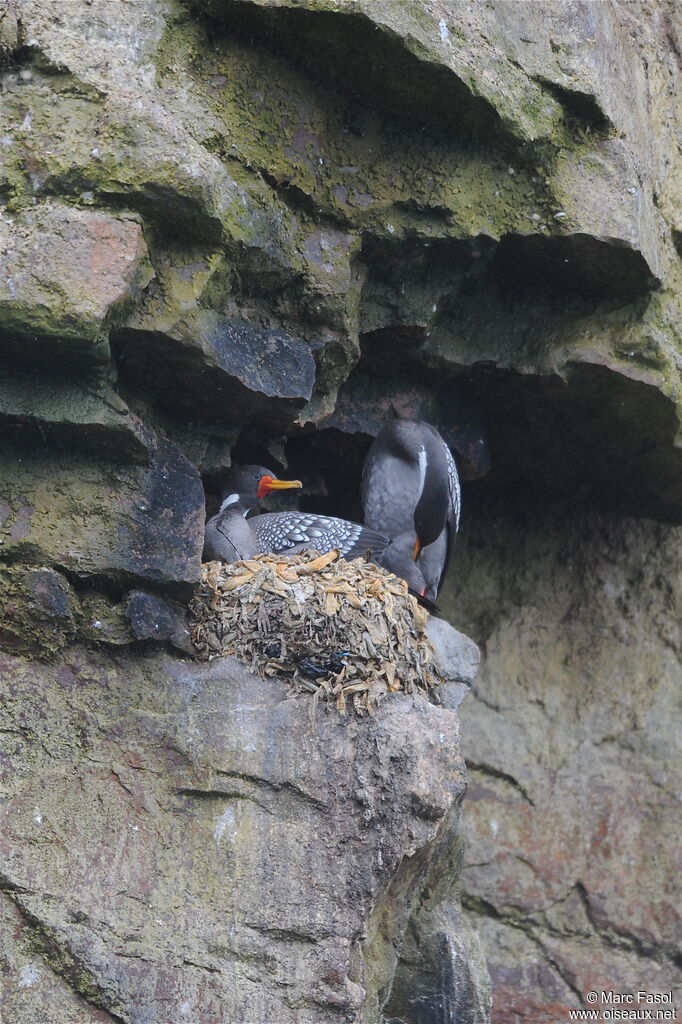 Red-legged Cormorant adult breeding, identification