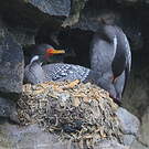 Cormoran de Gaimard