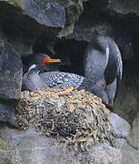 Red-legged Cormorant