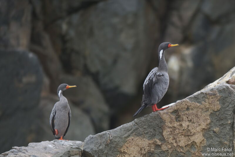 Red-legged Cormorant adult, identification
