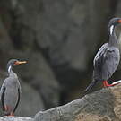 Cormoran de Gaimard
