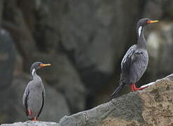 Red-legged Cormorant