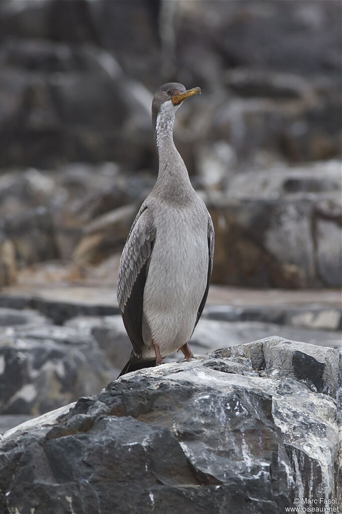 Red-legged Cormorantjuvenile, identification