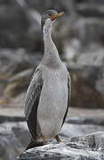 Red-legged Cormorant