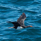 Cormoran de Magellan