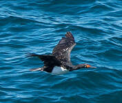 Cormoran de Magellan