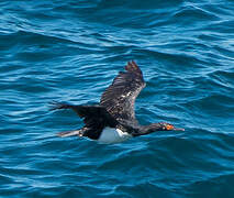 Rock Shag