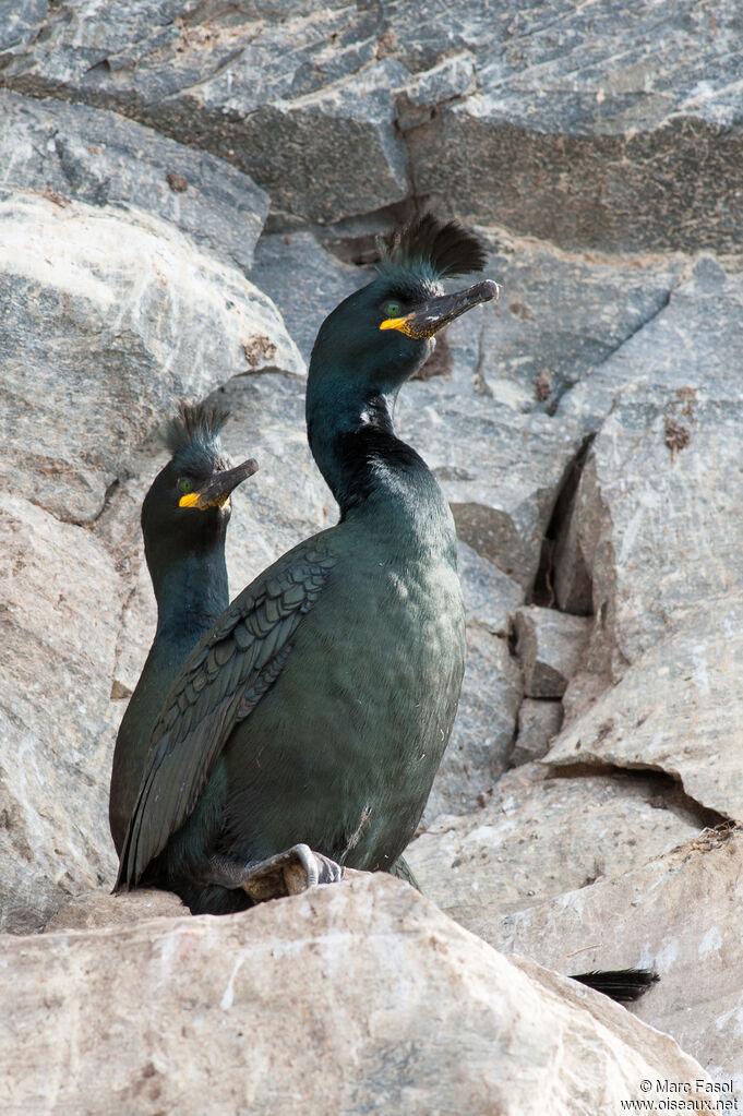 Cormoran huppéadulte nuptial, Nidification