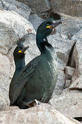 European Shag