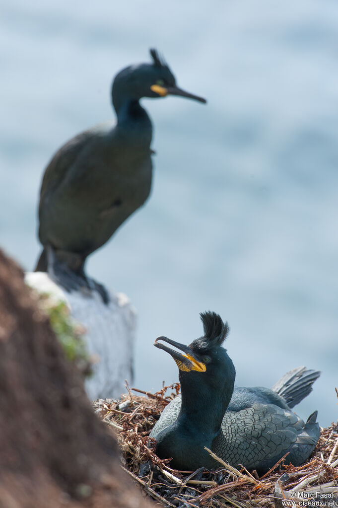 Cormoran huppéadulte nuptial, Nidification