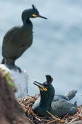 European Shag