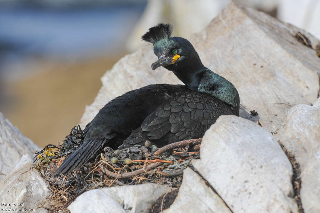 Cormoran huppéadulte nuptial, Nidification