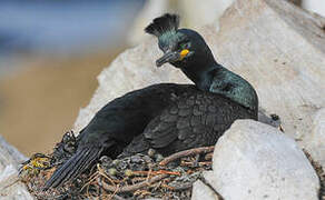 European Shag