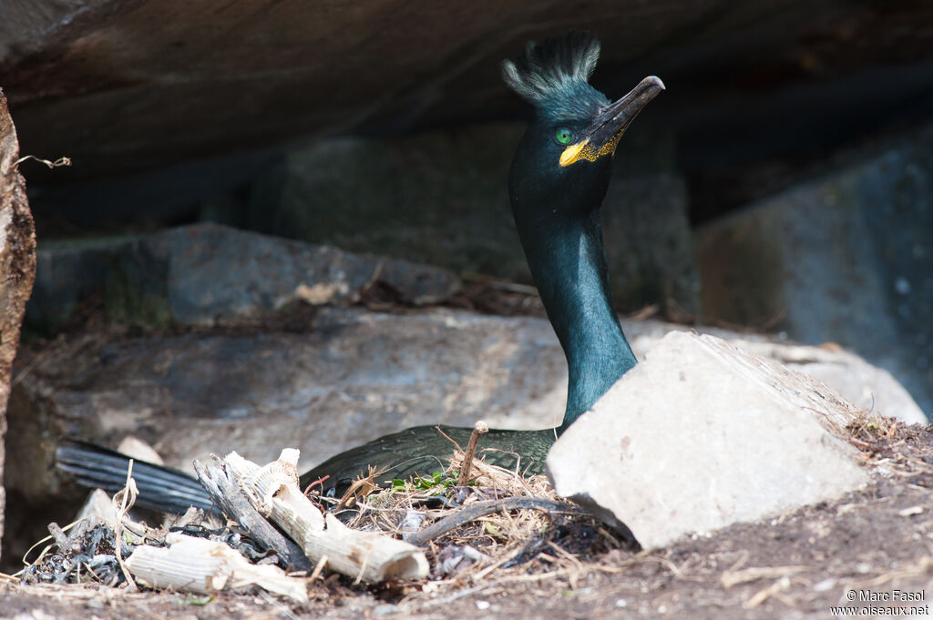 European Shagadult breeding, Reproduction-nesting