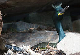 European Shag