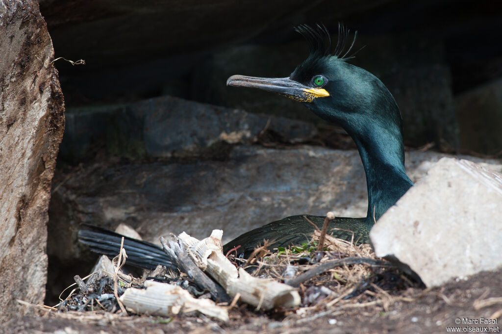 Cormoran huppéadulte nuptial, Nidification