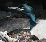 European Shag