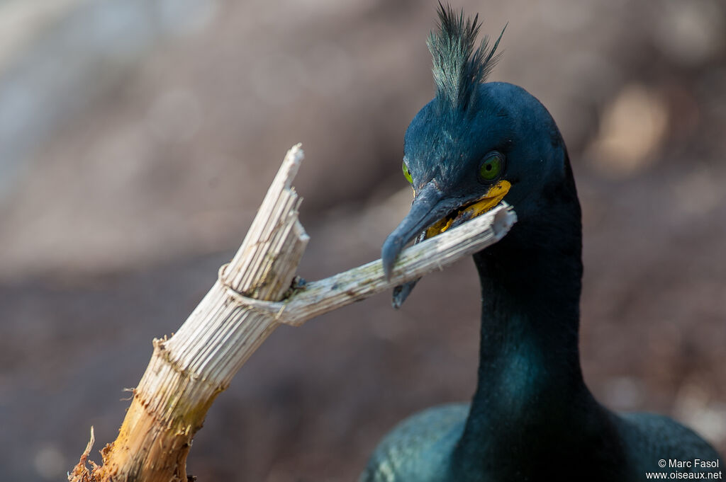 Cormoran huppéadulte nuptial, identification, Nidification