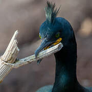 European Shag