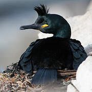 European Shag