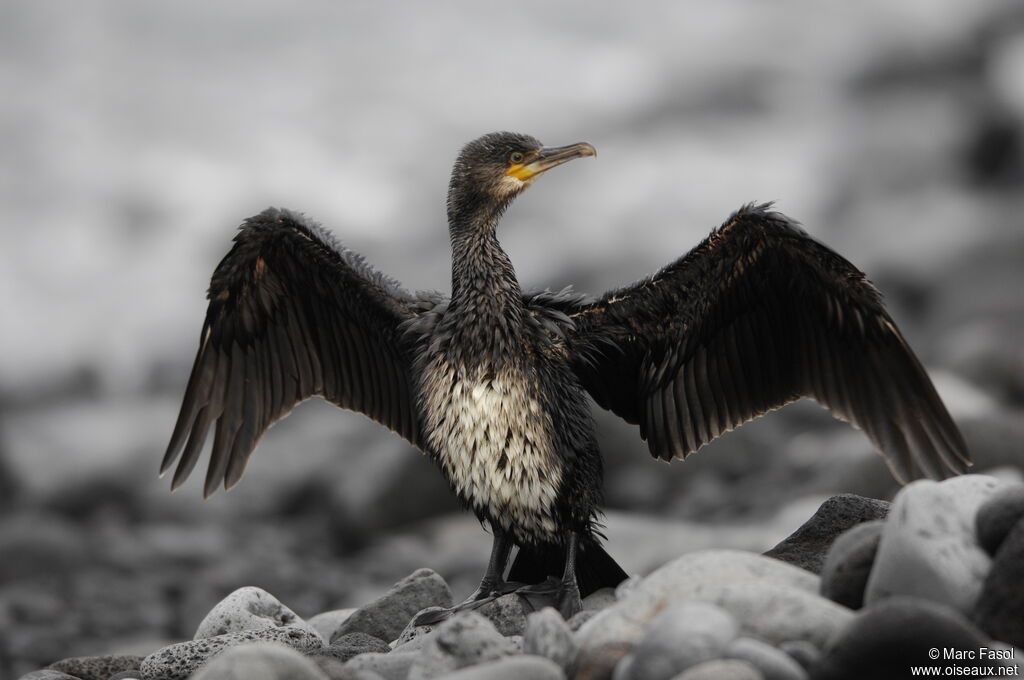 Cormoran huppé2ème année, Comportement