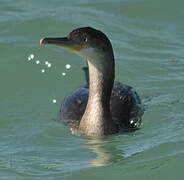 European Shag