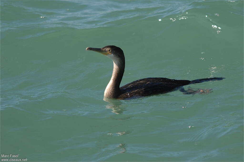 Cormoran huppé1ère année, nage, pêche/chasse