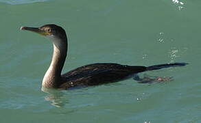 European Shag