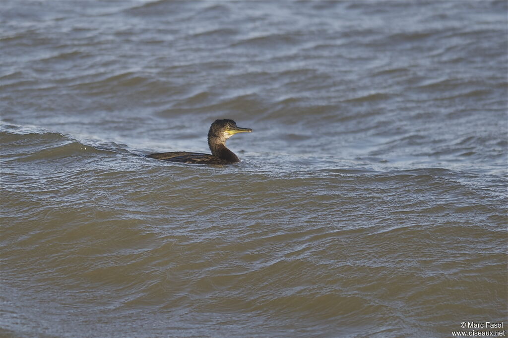 Cormoran huppéadulte internuptial, identification