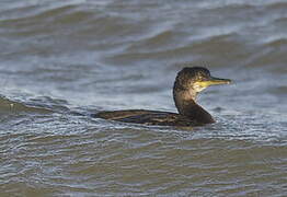 European Shag