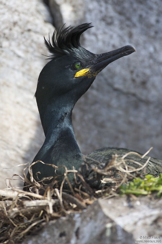 Cormoran huppéadulte nuptial, identification, Nidification