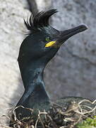 European Shag