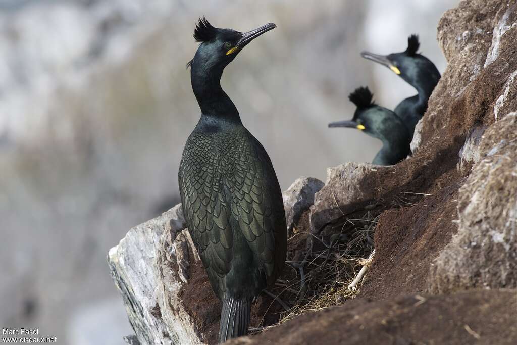 Cormoran huppéadulte nuptial, identification