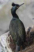 European Shag