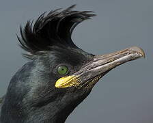 European Shag