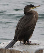 European Shag