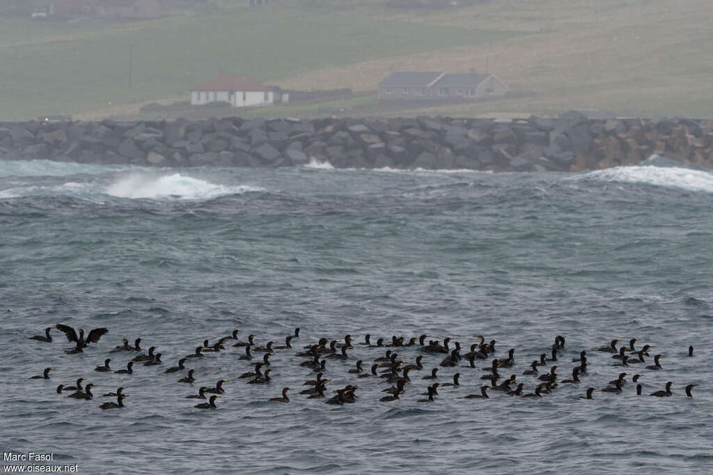 European Shag, habitat, fishing/hunting, Behaviour