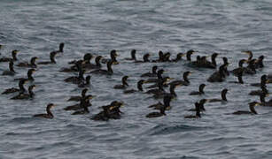 European Shag