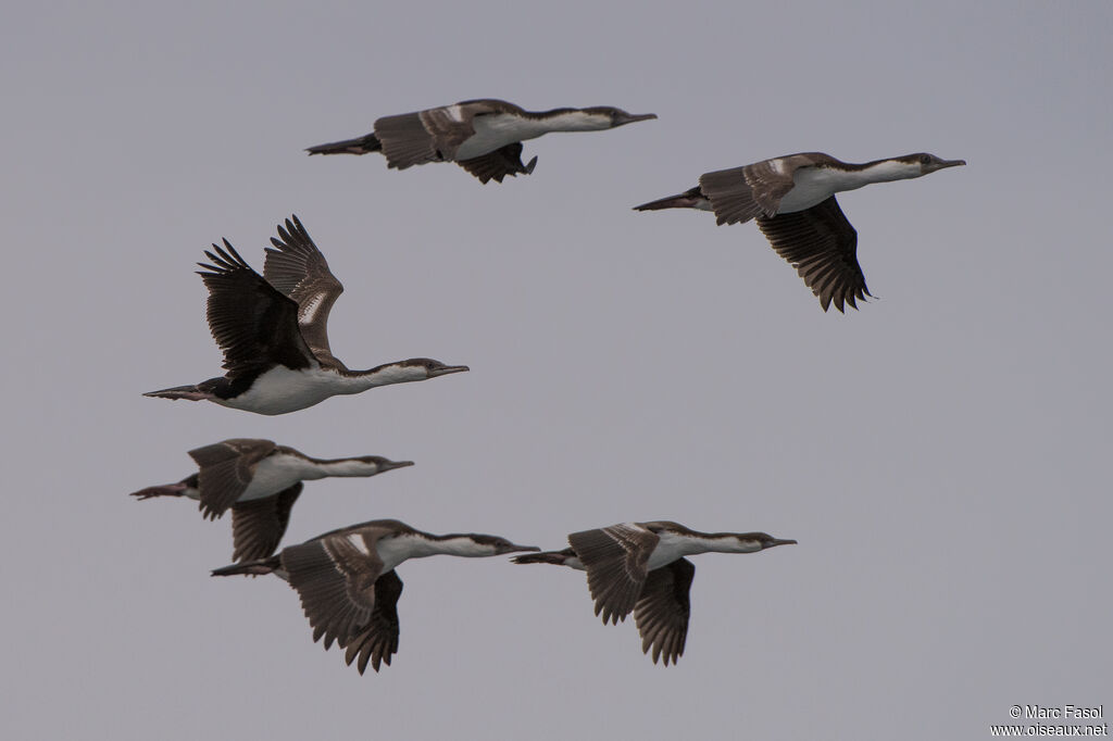 Imperial Shagadult post breeding, Flight