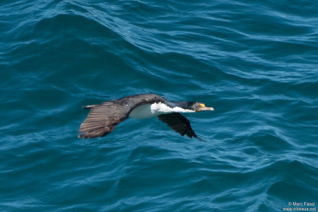 Cormoran impérialadulte internuptial, Vol