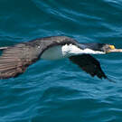 Cormoran impérial