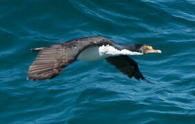 Imperial Shag