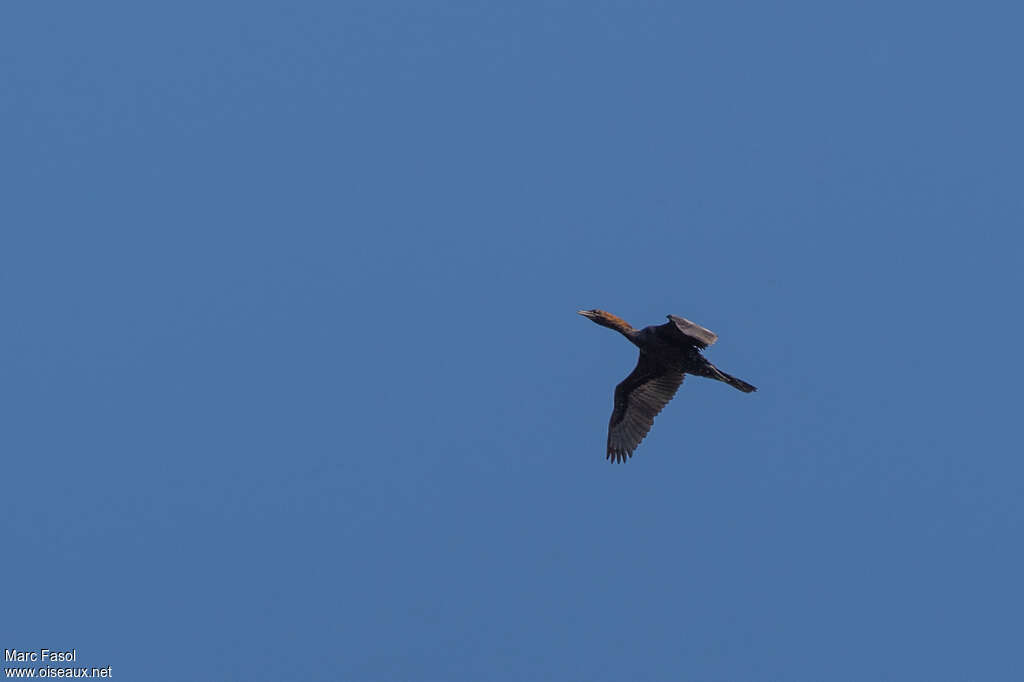 Pygmy Cormorantadult, Flight