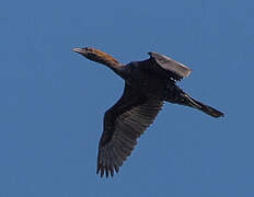 Pygmy Cormorant