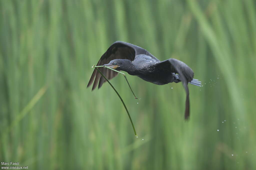 Cormoran viguaadulte nuptial, Vol, Nidification, Comportement