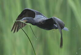 Neotropic Cormorant