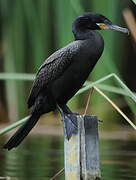 Neotropic Cormorant