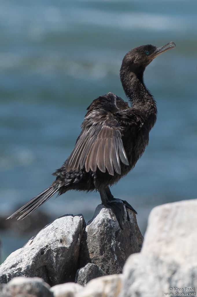 Cormoran viguaadulte, identification